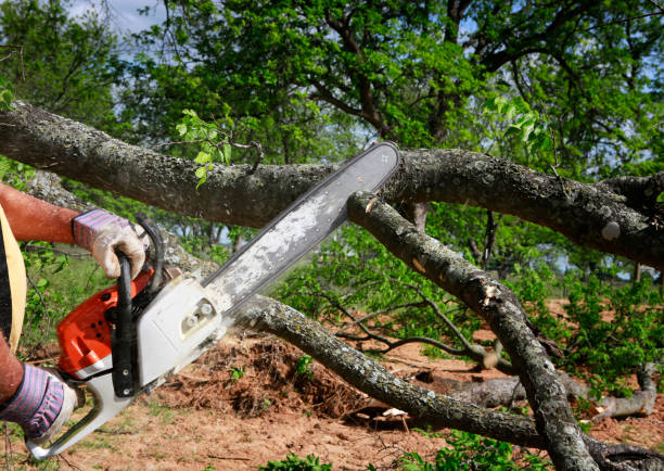 Professional Tree Services in Pine Manor, FL